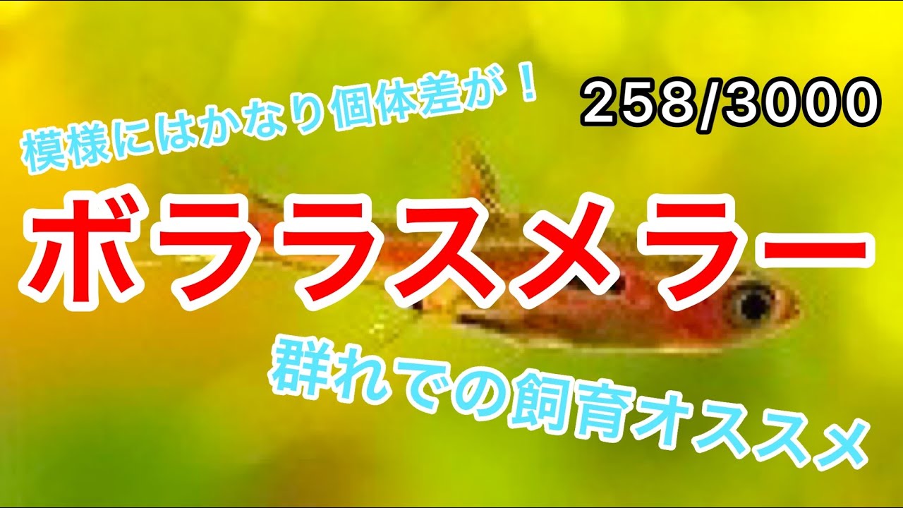 ボララス メラー